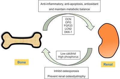 Bone-kidney axis: A potential therapeutic target for diabetic nephropathy